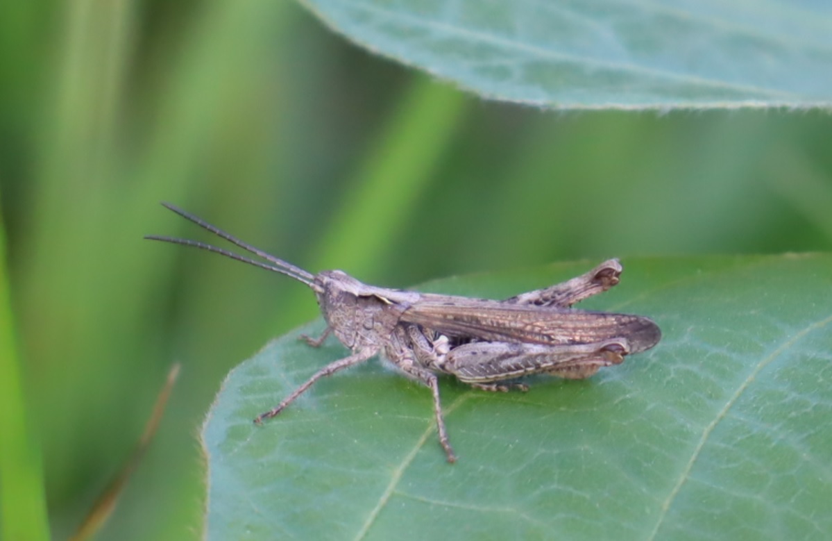 里山M_ヒナバッタ_2022年5月24 16時10分_気温23度